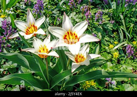 Tulipa kaufmanniana sui prati nel Giardino Apotecario Foto Stock