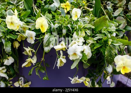 Viola gialle da giardino in un vaso di ceramica grigia come decorazione dell'ingresso al parco. Carta da parati floreale Foto Stock