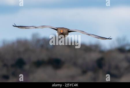 Un'oca di Greylag che vola, Silverdale, Carnforth, Lancashire, Regno Unito Foto Stock