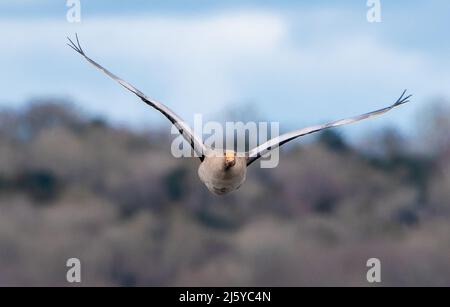 Un'oca di Greylag che vola, Silverdale, Carnforth, Lancashire, Regno Unito Foto Stock