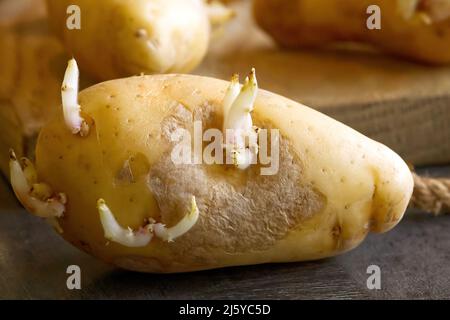 patate germogliate su una tavola scura e legno Foto Stock