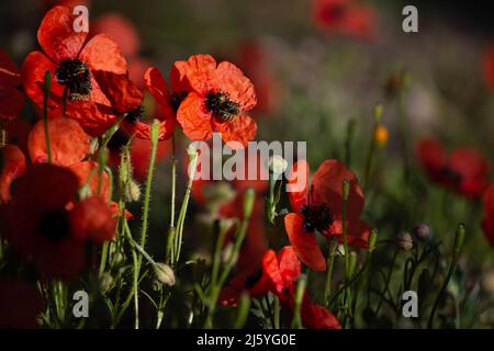 Papaveri rossi fiori in Turchia, Datcha. Primrose mediterranee. L'argemone del papaver è noto anche come papavero a pricklyhead lungo, papavero a prickly e papavero pallido Foto Stock