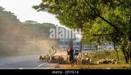 Kolkata, India, 28,2021 novembre: Pastore con le loro pecore sulla National Highway. Viene utilizzata la messa a fuoco selettiva. Foto Stock