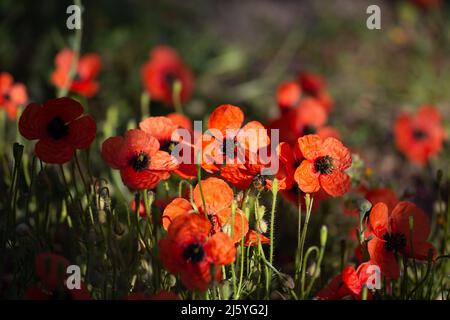 Papaveri rossi fiori in Turchia, Datcha. Primrose mediterranee. L'argemone del papaver è noto anche come papavero a pricklyhead lungo, papavero a prickly e papavero pallido Foto Stock