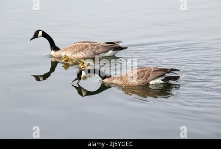 I genitori d'oca del Canada ed i loro nuovi goslings, sul fiume di Deschutes a Bend, Oregon. Foto Stock