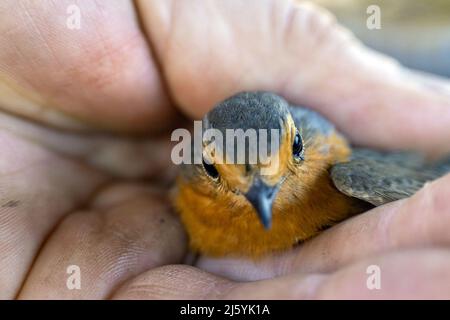 17 aprile 2022, Brandeburgo, Schenkenberg: Un rapina (Erithacus rubecula) è gentilmente tenuto in mano da un esperto che suona un uccello. Una campagna di squilli ha avuto luogo nella riserva naturale di Rietzer See durante Pasqua. Gli uccelli vengono catturati con reti, misurati, pesati e inanchiati da anellini addestrati. Le reti vengono continuamente controllate durante la campagna per garantire che gli uccelli non siano sottoposti a stress non necessario. I dati vengono quindi immessi in un database centrale presso il centro di suoneria Hiddensee. Grazie ai numerosi volontari in Germania, si possono trarre conclusioni sul comportamento di allevamento e migrazione di Foto Stock