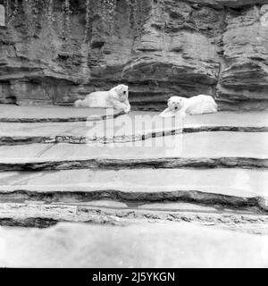 1950s, storico, due orsi di pioppo adagiato su roccia liscia circondare nella loro recinzione zoo, Inghilterra, Regno Unito. Foto Stock