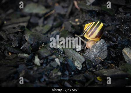 Carino lumaca sta camminando sui carboni. Foto Stock