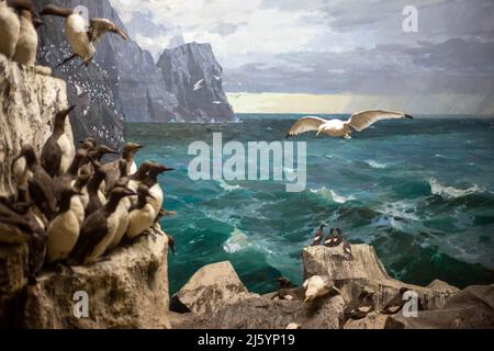 Pinguini su una roccia da un mare infestante durante il giorno Foto Stock