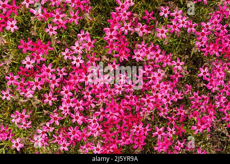 Phlox subulata - flox strisciante, phlox muschio, rosa muschio o phlox di montagna Foto Stock