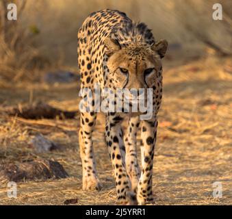 Leopardo in habitat naturale passeggiate attraverso la savana. Visto sulle unità di gioco in Sudafrica. Primo piano. Foto Stock