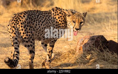 Leopardo in habitat naturale passeggiate attraverso la savana. Visto sulle unità di gioco in Sudafrica. Primo piano. Foto Stock