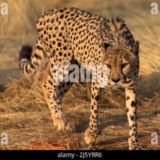 Leopardo in habitat naturale passeggiate attraverso la savana. Visto sulle unità di gioco in Sudafrica. Primo piano. Foto Stock