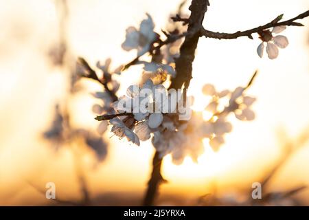 I fiori di albicocca sono inondati di luce solare Foto Stock