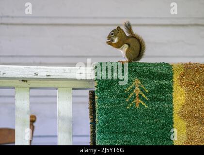 Piccolo scoiattolo si trova sulla balaustra di una terrazza all'aperto Foto Stock