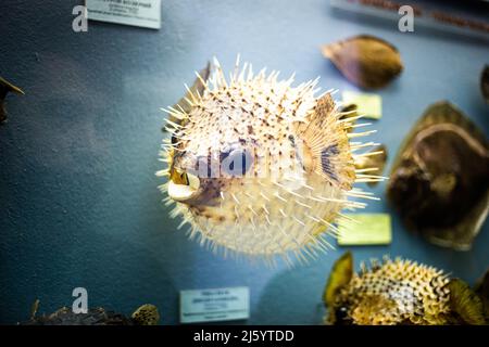 Animali selvatici ripieni realistici nel museo Foto Stock