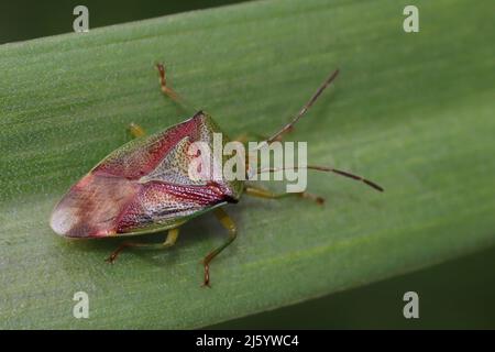 Hawthorn Shieldbug Acanthosoma emorroidale adulto Foto Stock