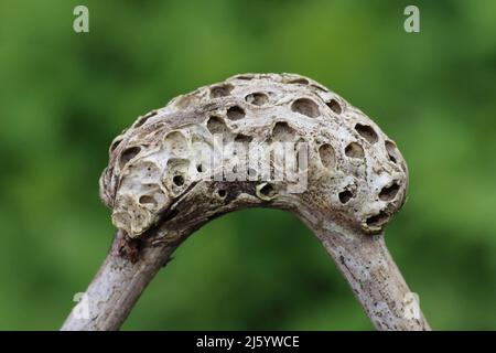 Vecchio stem Gall bramble con fori di emergenza causati dal Cynipid Gall Wasp Diasthopus rubi Foto Stock