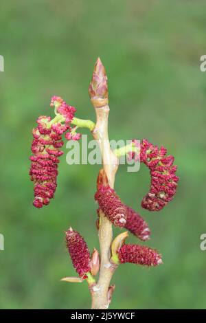 Pioppo nero - Populus nigra maschio catkins Foto Stock