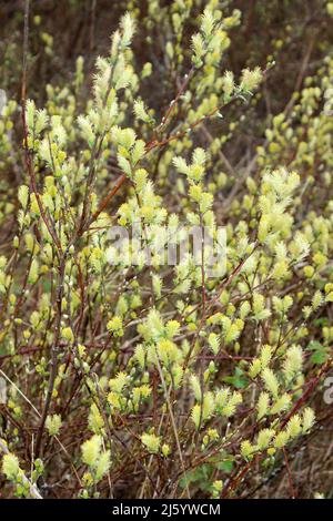 Willow Salix Repending Salix Rependes ssp. argentea - catkins Foto Stock