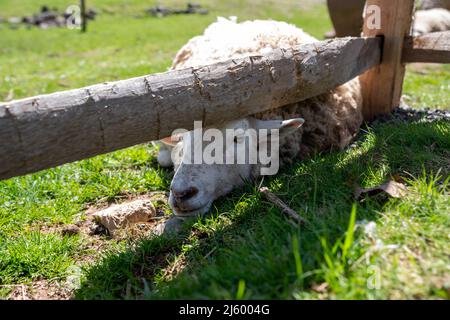 Il volto di pecora guarda fuori da una recinzione di legno di rotaia spaccata in una giornata di sole, posando in un pascolo verde erba senza persone e spazio copia. Foto Stock