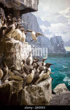 Pinguini su una roccia da un mare infestante durante il giorno Foto Stock