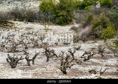 Tradizionale Cipro paesaggio di montagna con campo coltivato di vecchia vite in prima stagione Foto Stock