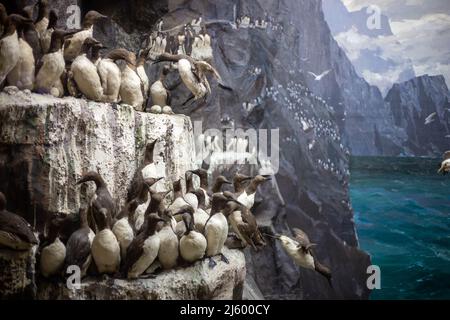 Pinguini su una roccia da un mare infestante durante il giorno Foto Stock