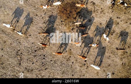 26 aprile 2022, Schleswig-Holstein, Dätgen: I cavalli e le loro ombre sono visti in un paddock (vista aerea con drone). Foto: Marcus Brandt/dpa Foto Stock