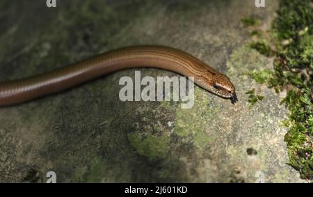 Closeup di slowworm, noto anche come bendardo - Anguis fragilis - una lucertola senza legumi Foto Stock