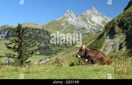 vacca rilassata giacente sul prato in montagna Foto Stock