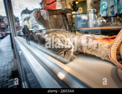 26 Aprile 2022, Hessen, Francoforte sul meno: Un gatto si trova accogliente e caldo nella finestra di un negozio nel quartiere di Bornheim, mentre piove incessantemente fuori tutto il giorno. Foto: Frank Rumpenhorst/dpa Foto Stock