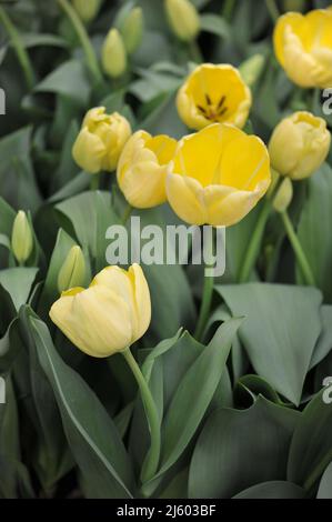 Giallo Darwin tulipani ibridi (Tulipa) Floradale avorio fiorire in un giardino nel mese di marzo Foto Stock