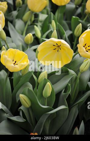 Giallo Darwin tulipani ibridi (Tulipa) Floradale avorio fiorire in un giardino nel mese di marzo Foto Stock