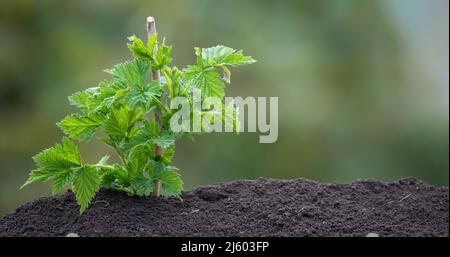 Un giovane germoglio di lamponi cresce dalla terra con la luce del sole. Foto su sfondo verde sfocato. Foto Stock