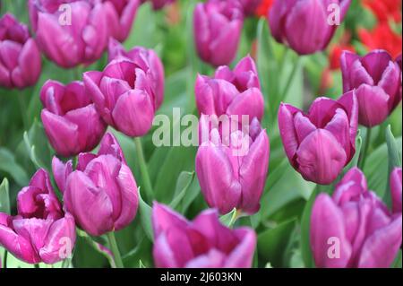 Tulipani rosa Triumph (Tulipa) laptop fioriscono in un giardino nel mese di marzo Foto Stock