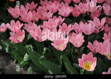 Rosa Darwin tulipani ibridi (Tulipa) fioritura leggera e sognante in un giardino nel mese di marzo Foto Stock