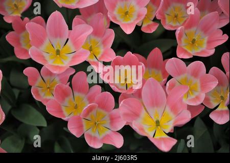 Rosa Darwin tulipani ibridi (Tulipa) fioritura leggera e sognante in un giardino nel mese di marzo Foto Stock