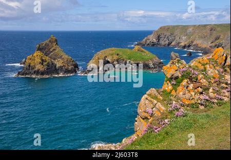 Arancio Lichen e fiori rosa fioriti insenano rocce di granito sopra Kynance Cove sulla penisola di Lizard in Cornovaglia, Inghilterra, Regno Unito Foto Stock