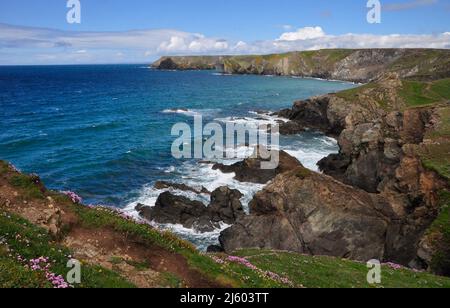 I fiori di Thrift rosa costeggiano il percorso lungo l'aspra costa di granito sulla penisola di Lizard tra il punto di Lizard e la baia di Kynance in Cornovaglia, Inghilterra, G. Foto Stock