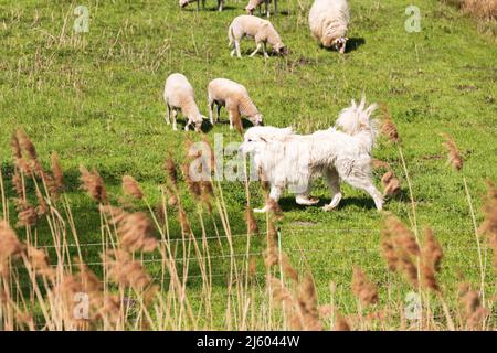 Un cane di guardia con il suo gregge di pecore Foto Stock