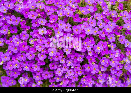 Primo piano su fiori colorati vibranti in viola, Aubrieta Cascade Blue, piante fiorite chiamato Rock Cress crescente nel giardino in primavera, coperta di terra Foto Stock