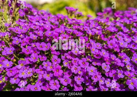 Primo piano su fiori colorati vibranti in viola, Aubrieta Cascade Blue, piante fiorite chiamato Rock Cress crescente nel giardino in primavera, coperta di terra Foto Stock