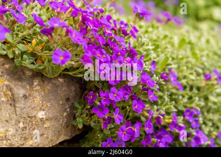 Primo piano su fiori colorati vibranti in viola, Aubrieta Cascade Blue, piante fiorite chiamato Rock Cress crescente nel giardino in primavera, coperta di terra Foto Stock