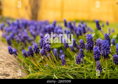 Un fuoco selettivo di uva giacinto viola piante fiorite che crescono nel cortile, indaco o fiori di colore blu profondo su un bordo di un giardino Foto Stock