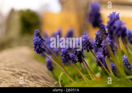 Un fuoco selettivo di uva giacinto viola piante fiorite che crescono nel cortile, indaco o fiori di colore blu profondo su un bordo di un giardino Foto Stock