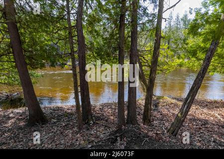 Northern White Cedar, Thuja occidentalis, alberi lungo il fiume Chippew nella riserva Sylvan Solace vicino al monte Pleasant, Michigan, Stati Uniti Foto Stock