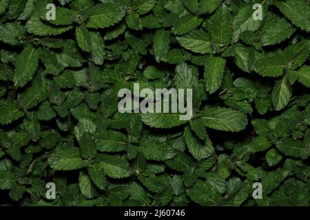 Giovani piante cubane di Mint Mojito Foto Stock