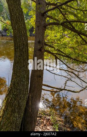 Northern White Cedar, Thuja occidentalis, alberi lungo il fiume Chippew nella riserva Sylvan Solace vicino al monte Pleasant, Michigan, Stati Uniti Foto Stock