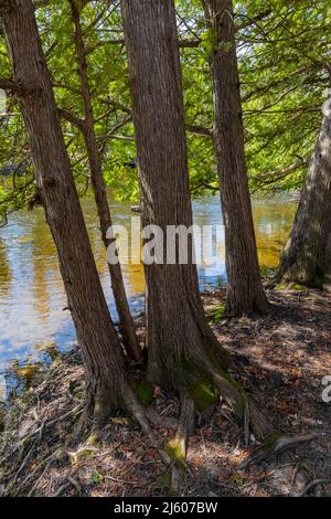 Northern White Cedar, Thuja occidentalis, alberi lungo il fiume Chippew nella riserva Sylvan Solace vicino al monte Pleasant, Michigan, Stati Uniti Foto Stock